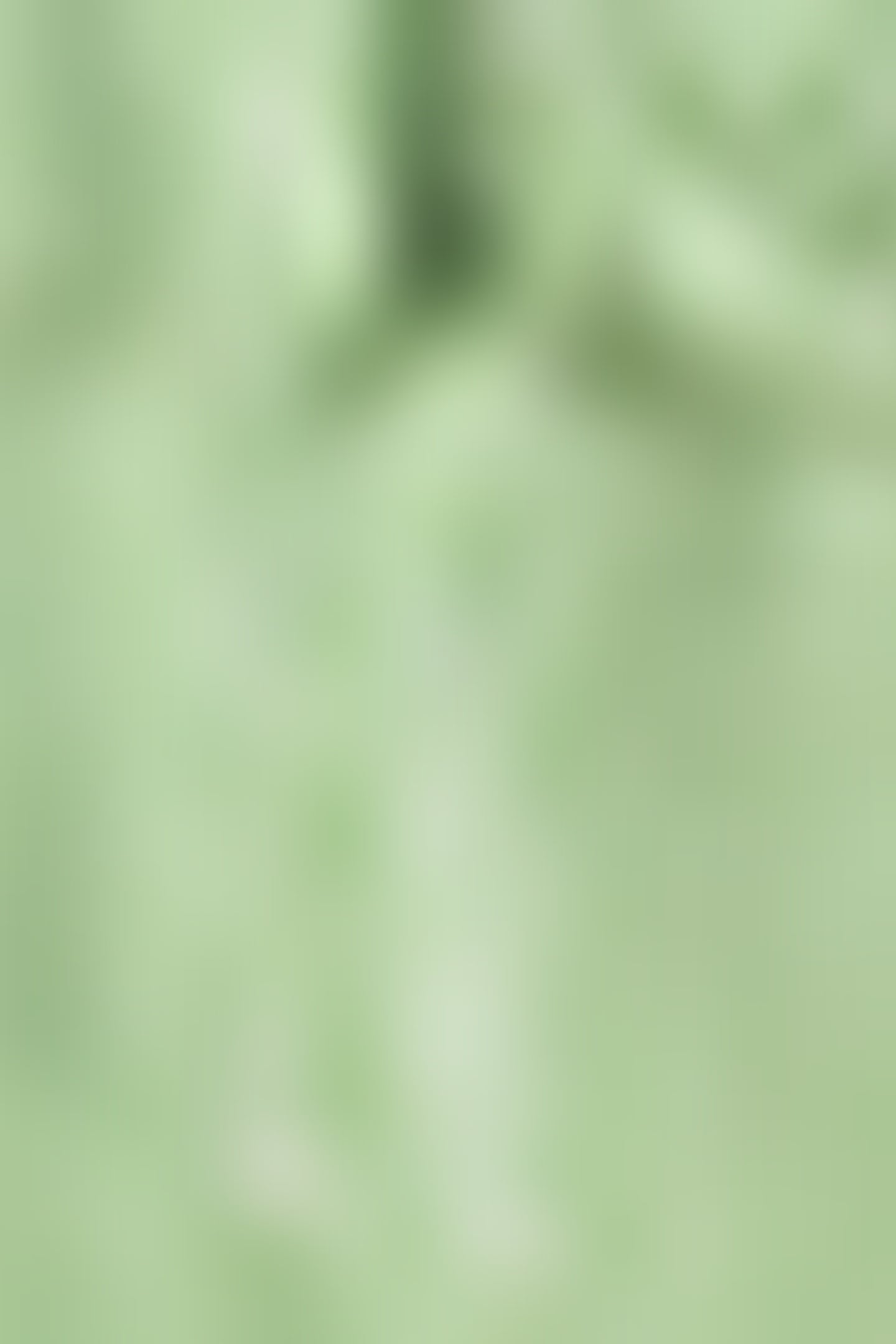 DAISY WHITE/GREEN 5