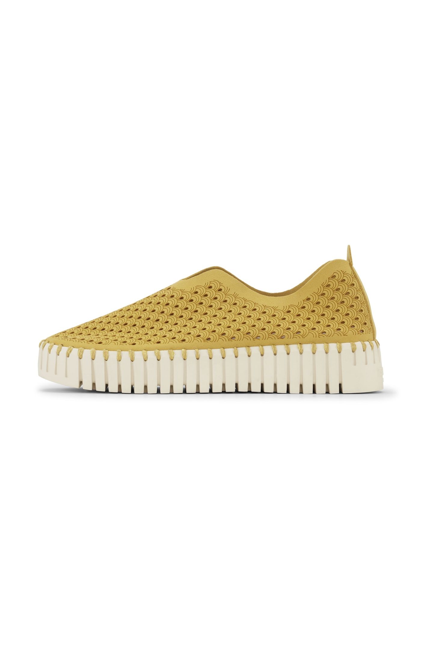 FLATS TULIP3373 GOLDEN ROD 9