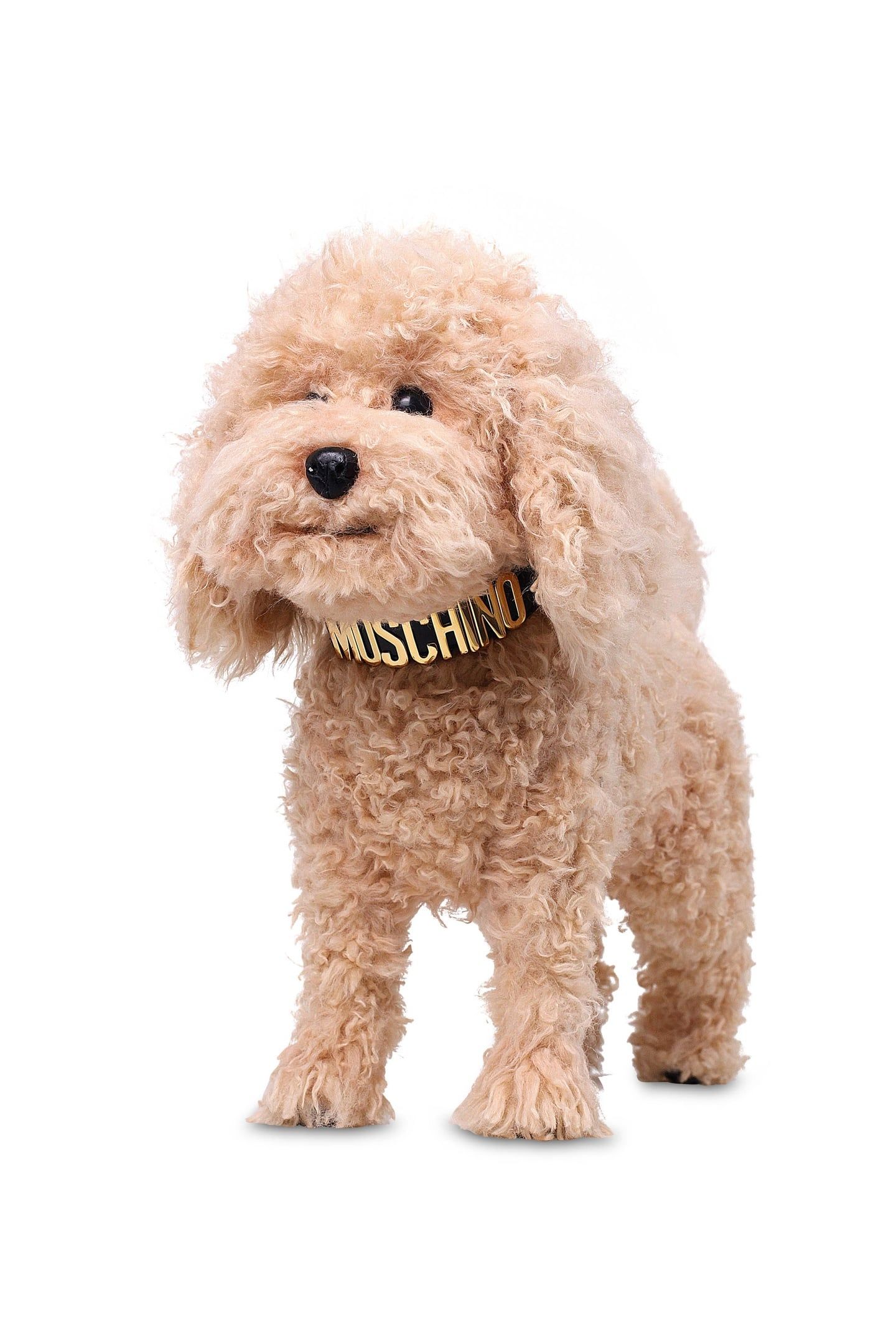 DOG COLLAR LETTERING LOGO BLACK 2