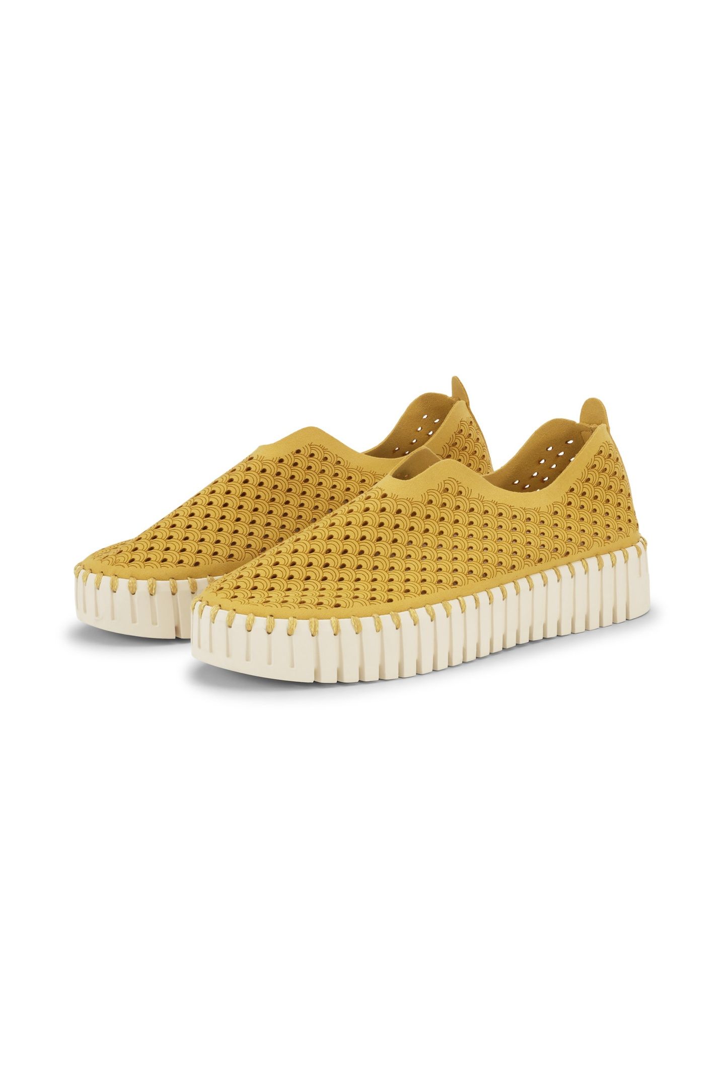 FLATS TULIP3373 GOLDEN ROD 3